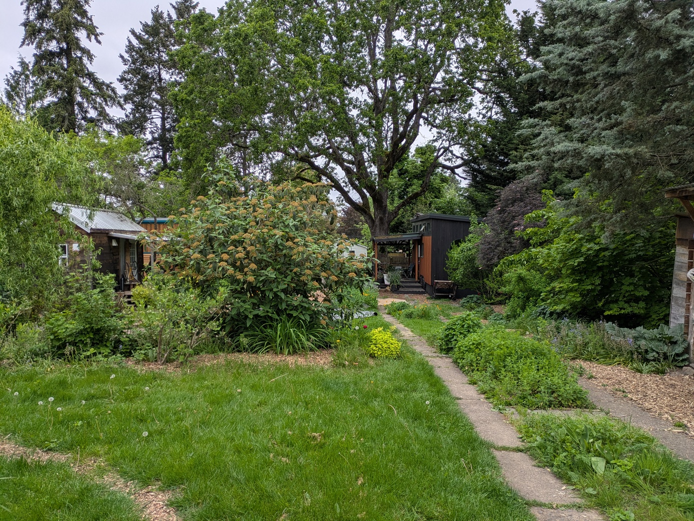 backyard.small.jpg